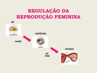 REGULAÇÃO DA
REPRODUÇÃO FEMININA
 