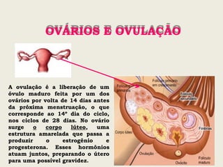 OVÁRIOS E OVULAÇÃO
A ovulação é a liberação de um
óvulo maduro feita por um dos
ovários por volta de 14 dias antes
da próxima menstruação, o que
corresponde ao 14º dia do ciclo,
nos ciclos de 28 dias. No ovário
surge o corpo lúteo, uma
estrutura amarelada que passa a
produzir o estrogênio e
progesterona. Esses hormônios
atuam juntos, preparando o útero
para uma possível gravidez.
 