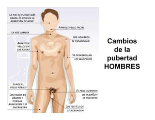 PUBERTAD