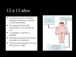 12 a 13 años La hormona de los testículos llamada testosterona se ponen en funcionamiento. Se aumenta el ritmo del crecimiento y los cambios de voz. La espalda y el pecho se amplían. Aumenta el tamaño de la bolsa escrotal y los testículos. El pene está creciendo y se hace más grueso y largo. 