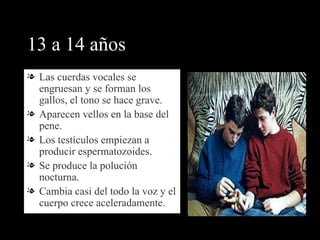 13 a 14 años Las cuerdas vocales se engruesan y se forman los gallos, el tono se hace grave. Aparecen vellos en la base del pene. Los testículos empiezan a producir espermatozoides. Se produce la polución nocturna. Cambia casi del todo la voz y el cuerpo crece aceleradamente. 