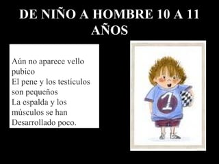 DE NIÑO A HOMBRE 10 A 11 AÑOS Aún no aparece vello pubico El pene y los testículos son pequeños La espalda y los músculos se han  Desarrollado poco. 