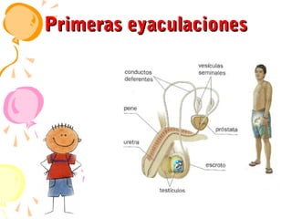 Primeras eyaculaciones

 