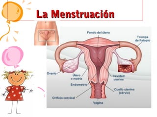 La Menstruación

 