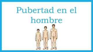 Pubertad en el
hombre
 