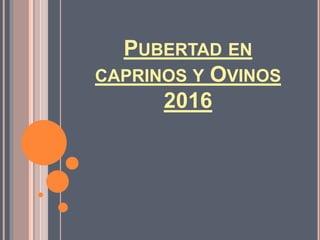 PUBERTAD EN
CAPRINOS Y OVINOS
2016
 