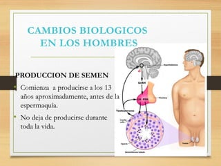 CAMBIOS BIOLOGICOS
EN LOS HOMBRES
PRODUCCION DE SEMEN
• Comienza a producirse a los 13
años aproximadamente, antes de la
espermaquía.
• No deja de producirse durante
toda la vida.
 