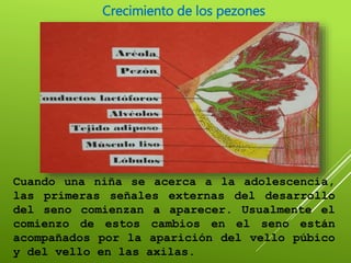 Cuando una niña se acerca a la adolescencia,
las primeras señales externas del desarrollo
del seno comienzan a aparecer. Usualmente el
comienzo de estos cambios en el seno están
acompañados por la aparición del vello púbico
y del vello en las axilas.
Crecimiento de los pezones
 