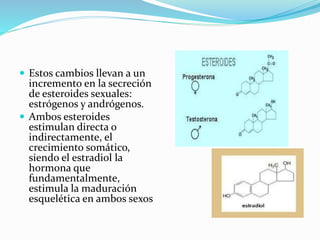  Estos cambios llevan a un 
incremento en la secreción 
de esteroides sexuales: 
estrógenos y andrógenos. 
 Ambos esteroides 
estimulan directa o 
indirectamente, el 
crecimiento somático, 
siendo el estradiol la 
hormona que 
fundamentalmente, 
estimula la maduración 
esquelética en ambos sexos 
 