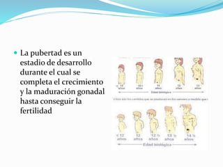  La pubertad es un 
estadio de desarrollo 
durante el cual se 
completa el crecimiento 
y la maduración gonadal 
hasta conseguir la 
fertilidad 
 