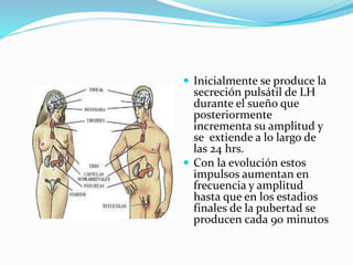  Inicialmente se produce la 
secreción pulsátil de LH 
durante el sueño que 
posteriormente 
incrementa su amplitud y 
se extiende a lo largo de 
las 24 hrs. 
 Con la evolución estos 
impulsos aumentan en 
frecuencia y amplitud 
hasta que en los estadios 
finales de la pubertad se 
producen cada 90 minutos 
 