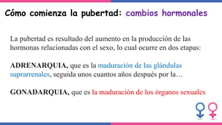Cómo comienza la pubertad: cambios hormonales
La pubertad es resultado del aumento en la producción de las
hormonas relacionadas con el sexo, lo cual ocurre en dos etapas:
ADRENARQUIA, que es la maduración de las glándulas
suprarrenales, seguida unos cuantos años después por la…
GONADARQUIA, que es la maduración de los órganos sexuales
 