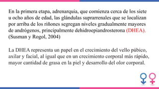 En la primera etapa, adrenarquia, que comienza cerca de los siete
u ocho años de edad, las glándulas suprarrenales que se localizan
por arriba de los riñones segregan niveles gradualmente mayores
de andrógenos, principalmente dehidroepiandrosterona (DHEA).
(Susman y Rogol, 2004)
La DHEA representa un papel en el crecimiento del vello púbico,
axilar y facial, al igual que en un crecimiento corporal más rápido,
mayor cantidad de grasa en la piel y desarrollo del olor corporal.
 