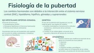 Fisiología de la pubertad
Gonadotropinas (GnRH)
Dotropinas hipofisarias LH (hormona luteinizante)
FSH (hormona folículo-estimulante)
Activación de hormonas:
Característico del inicio de la pubertad, está regulada
por la acción de señales estimulantes e inhibidoras
que actúan en el hipotálamo.
EJE HIPOTÁLAMO-HIPÓFISO-GONADAL
Cambios transinápticos: Aumento de los estímulos
excitatorios y disminución de los estímulos
inhibitorios.
Cambios en las células gliales: activación de la
secreción y liberación de factores de crecimiento.
El inicio de la pubertad está regulado por una red
nodal de genes, que regulan los cambios.
GENÉTICA
Los cambios hormonales son debidos a la interacción entre el sistema nervioso
central (SNC), hipotálamo, hipófisis, gónadas y suprarrenales
EPIGENÉTICA
Nutrición
Ejercicio
Estrés
Factores sociales y psicológicos
Factores externos que modifican la expresión de los
genes en el momento de inicio puberal.
La GnRH induce en la maduración de las células
germinales, y la producción de esteroides sexuales.
 