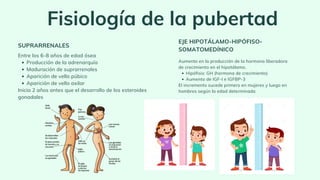 Fisiología de la pubertad
Producción de la adrenarquía
Maduración de suprarrenales
Aparición de vello púbico
Aparición de vello axilar
Entre los 6-8 años de edad ósea
Inicia 2 años antes que el desarrollo de los esteroides
gonadales
SUPRARRENALES
Hipófisis: GH (hormona de crecimiento)
Aumento de IGF-I e IGFBP-3
Aumento en la producción de la hormona liberadora
de crecimiento en el hipotálamo.
El incremento sucede primero en mujeres y luego en
hombres según la edad determinada
EJE HIPOTÁLAMO-HIPÓFISO-
SOMATOMEDÍNICO
 