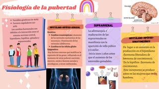 Fisiología de la pubertad
SUPRARRENAL
Variables genéticas (70-80%)
Factores reguladores (20-
30%)
Los cambios hormonales son
debidos a la interacción entre el
sistema nervioso central,
hipotálamo, hipófisis, gónadas y
suprarrenales.
hipotálamo-hipófiso-gonadal
Cambios transinápticos: ) Aumento
de los estímulos excitatorios de las
neuronas y Disminución de los
estímulos inhibitorios.
Cambios en las células gliales
Genética:
Epigenética:
Hay factores externos que modifican la
expresión de los genes, influyendo en el
momento de inicio puberal: nutrición,
ejercicio, estrés o factores sociales y
psicológicos, y otrosv ambientales,
La adrenarquía o
maduración de las
suprarrenales se
manifiesta con la
aparición de vello púbico
y/o axilar.
inicia unos 2 años antes
que el aumento de los
esteroides gonadales.
hipotálamo-hipófiso-
somatomedínico
Da lugar a un aumento en la
producción en el hipotálamo
(hormona liberadora de
hormona de crecimiento)).
En la hipófisis (hormona de
crecimiento).
Este incremento se produce
antes en las mujeres que en los
hombres.
 