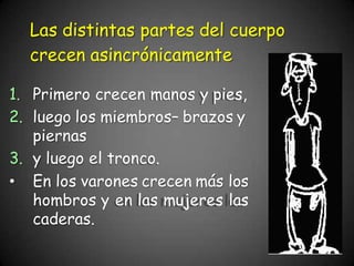 Las distintas partes del cuerpo
crecen asincrónicamente
1. Primero crecen manos y pies,
2. luego los miembros– brazos y
piernas
3. y luego el tronco.
• En los varones crecen más los
hombros y en las mujeres las
caderas.
 