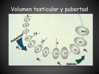 Volumen testicular y pubertad
 
