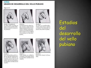 Estadios
del
desarrollo
del vello
pubiano
 