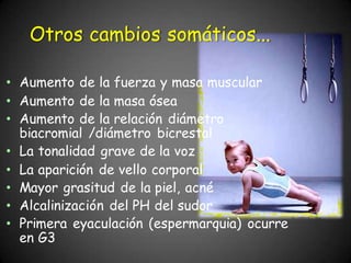 Otros cambios somáticos...
• Aumento de la fuerza y masa muscular
• Aumento de la masa ósea
• Aumento de la relación diámetro
biacromial /diámetro bicrestal
• La tonalidad grave de la voz
• La aparición de vello corporal
• Mayor grasitud de la piel, acné
• Alcalinización del PH del sudor
• Primera eyaculación (espermarquia) ocurre
en G3
 