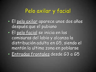 • El pelo axilar aparece unos dos años
después que el pubiano
• El pelo facial se inicia en las
comisuras del labio y alcanza la
distribución adulta en G5, siendo el
mentón la ultima zona en poblarse
• Entradas frontales desde G3 a G5
Pelo axilar y facial
 