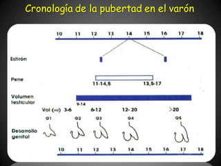 Cronología de la pubertad en el varón
 