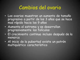• Los ovarios muestran un aumento de tamaño
progresivo a partir de los 3 años que se hace
mas rápido hacia los 9 años
• Aumenta el estroma y se desarrollan
progresivamente los folículos
• El crecimiento continua incluso después de la
menarca
• Al inicio de la pubertad existe un patrón
multiquístico característico
Cambios del ovario
 