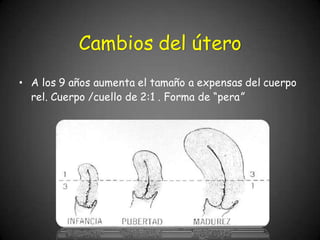 • A los 9 años aumenta el tamaño a expensas del cuerpo
rel. Cuerpo /cuello de 2:1 . Forma de “pera”
Cambios del útero
 