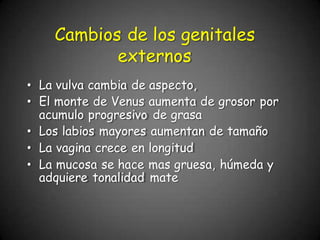 • La vulva cambia de aspecto,
• El monte de Venus aumenta de grosor por
acumulo progresivo de grasa
• Los labios mayores aumentan de tamaño
• La vagina crece en longitud
• La mucosa se hace mas gruesa, húmeda y
adquiere tonalidad mate
Cambios de los genitales
externos
 