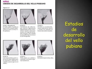 Estadios
de
desarrollo
del vello
pubiano
 