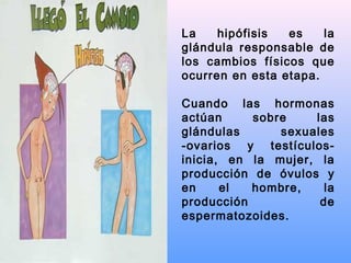 La hipófisis es la
glándula responsable de
los cambios físicos que
ocurren en esta etapa.
Cuando las hormonas
actúan sobre las
glándulas sexuales
-ovarios y testículos-
inicia, en la mujer, la
producción de óvulos y
en el hombre, la
producción de
espermatozoides.
 