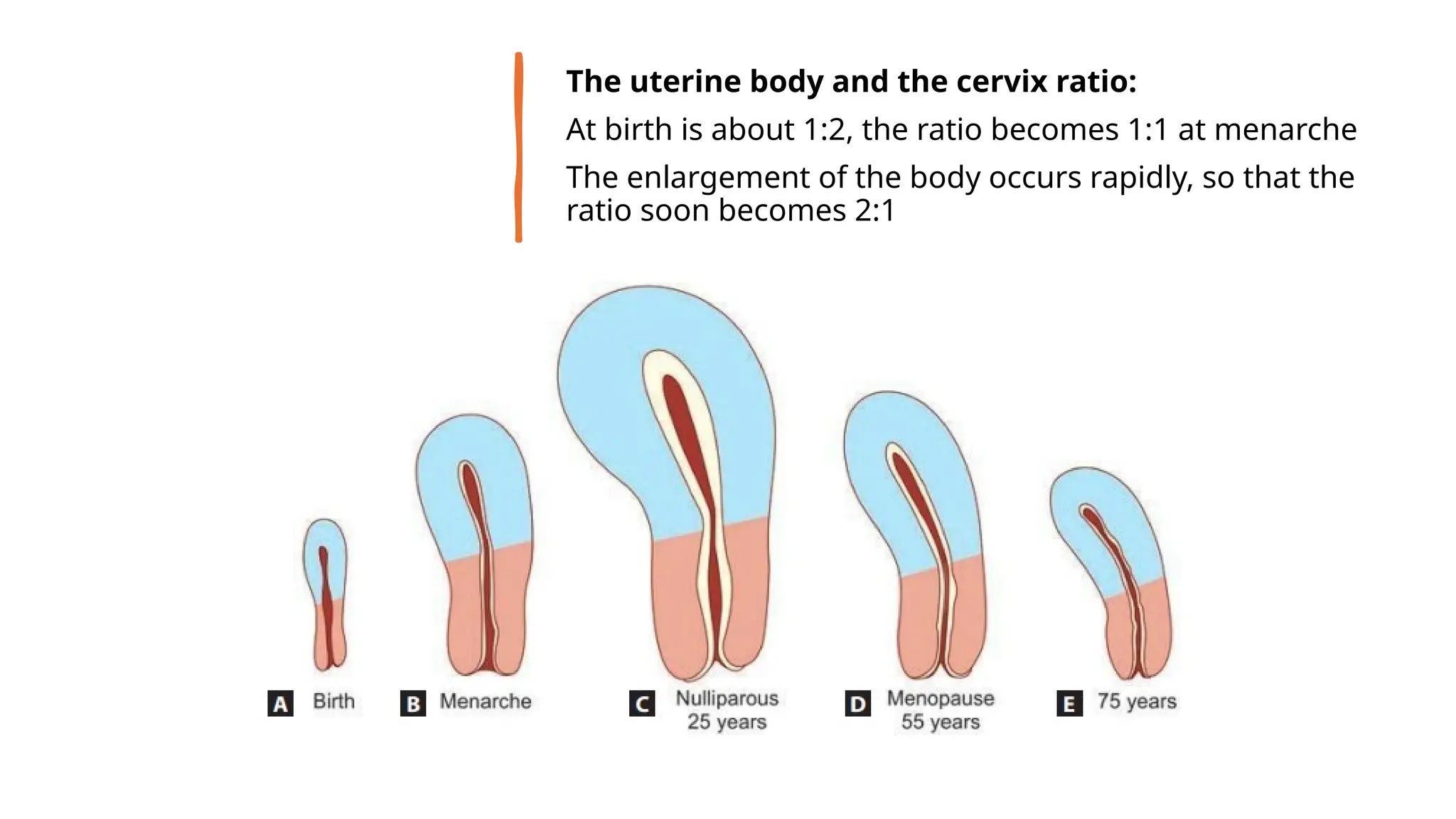 The uterine body and the cervix ratio:
At birth is about 1:2, the ratio becomes 1:1 at menarche
The enlargement of the body occurs rapidly, so that the
ratio soon becomes 2:1
 
