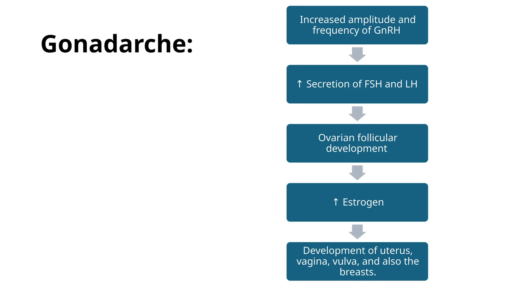 Gonadarche:
Increased amplitude and
frequency of GnRH
↑ Secretion of FSH and LH
Ovarian follicular
development
↑ Estrogen
Development of uterus,
vagina, vulva, and also the
breasts.
 