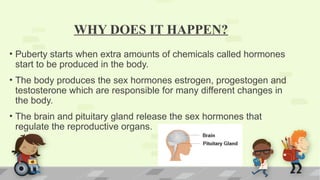 WHY DOES IT HAPPEN?
• Puberty starts when extra amounts of chemicals called hormones
start to be produced in the body.
• The body produces the sex hormones estrogen, progestogen and
testosterone which are responsible for many different changes in
the body.
• The brain and pituitary gland release the sex hormones that
regulate the reproductive organs.
 