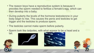 • The reason boys have a reproductive system is because it
provides the sperm needed to fertilize a female’s egg, which can
then develop into a baby.
• During puberty the levels of the hormone testosterone in your
body begin to rise. This causes the penis and testicles to get
bigger and the testicles to produce sperm.
• The testicles cannot make sperm before puberty.
• Sperm look like tadpoles, with what appear to be a head and a
tail.
 
