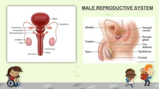 MALE REPRODUCTIVE SYSTEM
 