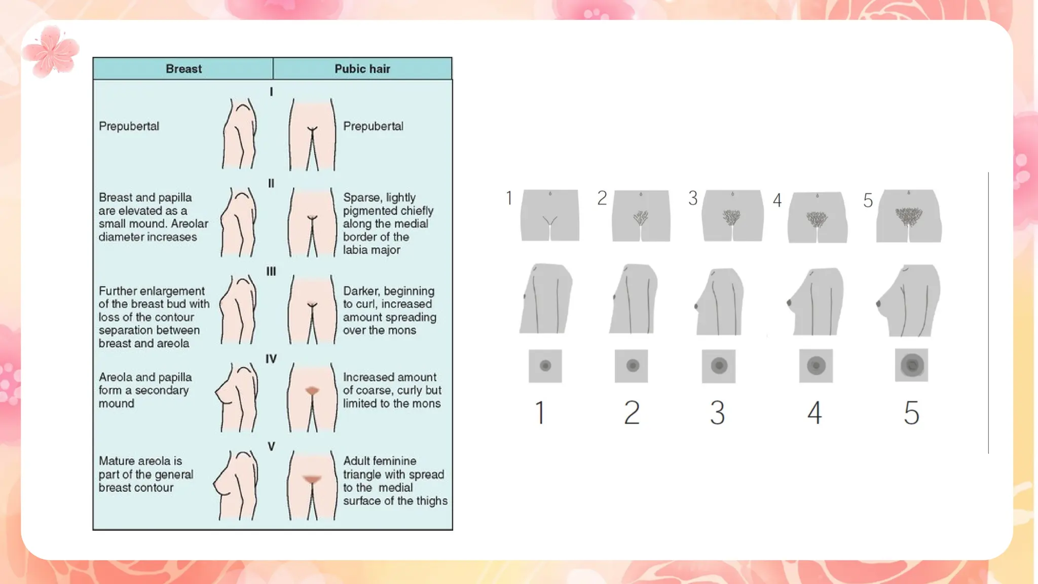 PUBERTY - GIRLS. A presentation for school students. | PPTX