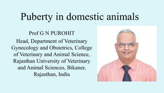 Puberty in domestic animals
Prof G N PUROHIT
Head, Department of Veterinary
Gynecology and Obstetrics, College
of Veterinary and Animal Science,
Rajasthan University of Veterinary
and Animal Sciences, Bikaner,
Rajasthan, India
 