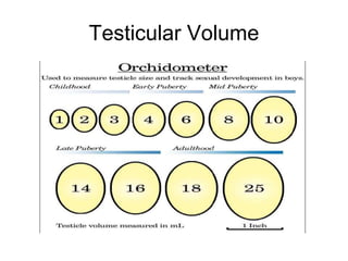 Testicular Volume
 