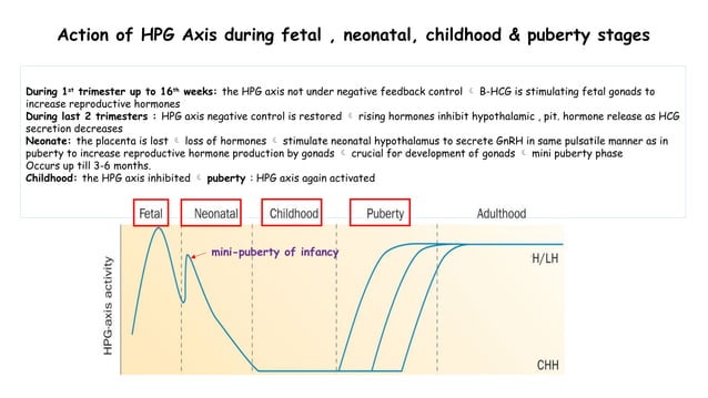 Puberty & Menopause.pptx hormonal changes during puberty and menopause ...