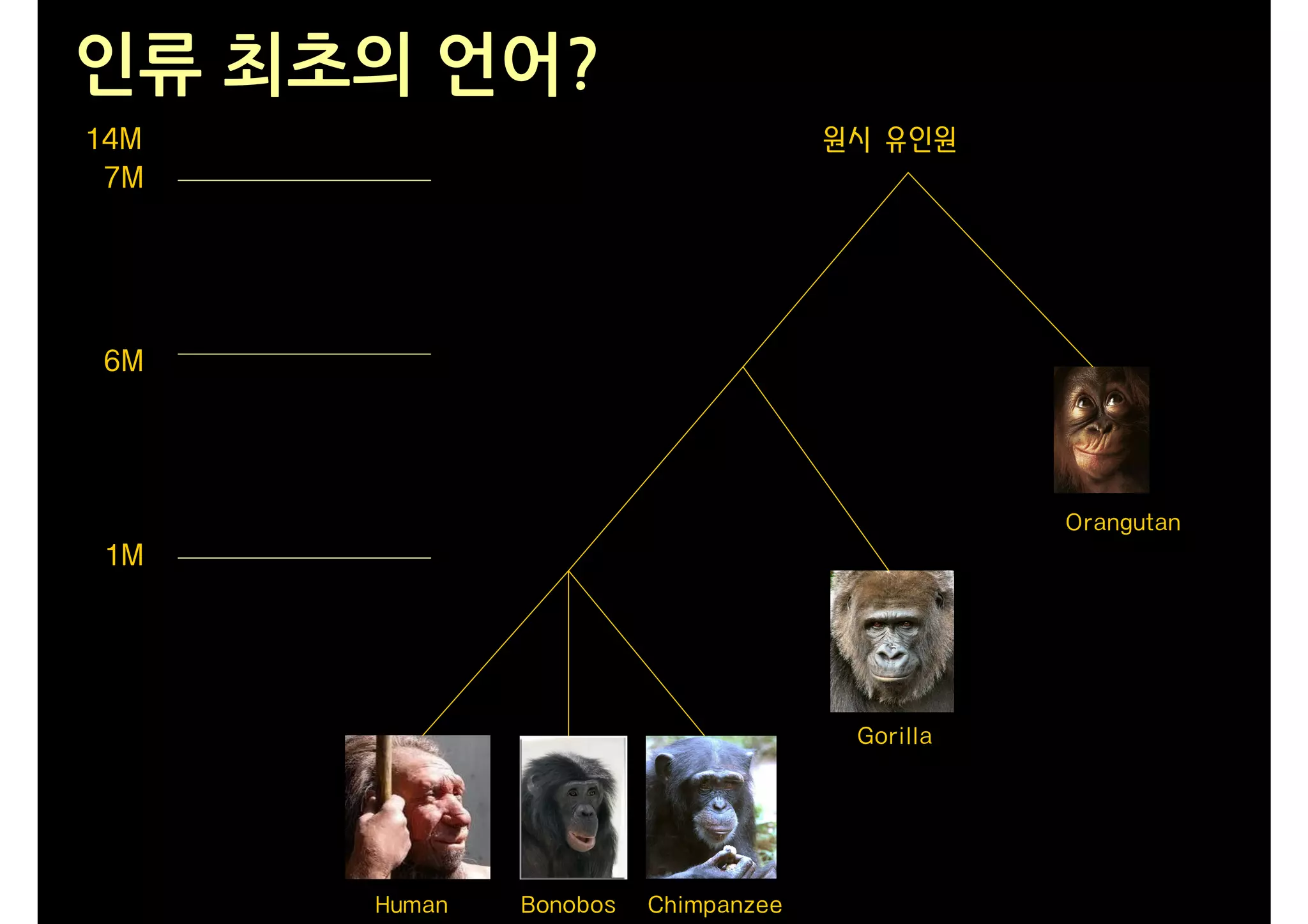 인류 최초의 언어?
14M                                  원시 유인원
 7M




6M




                                                Orangutan
1M




                                      Gorilla




      Human   Bonobos   Chimpanzee
 