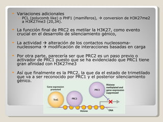 Variaciones adicionales  PCL (polycomb like) o PHF1 (mamíferos),    conversion de H3K27me2 a H3K27me3 (20,34).  La funcción final de PRC2 es metilar la H3K27, como evento crucial en el desarrollo de silenciamiento génico,  La actividad    alteración de los contactos nucleosoma-nucleosoma    modificación de interacciones basadas en carga  Por otra parte, parecería ser que PRC2 es un paso previo o activador de PRC1 puesto que se ha evidenciado que PRC1 tiene gran afinidad con H3K27me3 Así que finalmente es la PRC2, la que da el estado de trimetilado que va a ser reconocido por PRC1 y el posterior silenciamiento génico.  