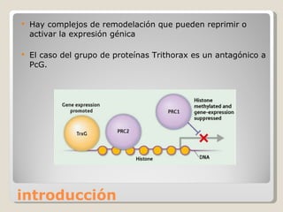 introducción Hay complejos de remodelación que pueden reprimir o activar la expresión génica El caso del grupo de proteínas Trithorax es un antagónico a PcG. 