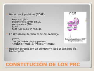 CONSTITUCIÓN DE LOS PRC Núcleo de 4 proteínas (CORE) Polycomb (PC),  Posterior sex combs (PSC),  polyhomeotic (PH)  RING,  SCM (Sex comb on midleg). En  Drosophila , forman parte del complejo  ZESTE,  TBP (TATA-box binding protein)  TAFII250, TAFII110, TAFII85, y TAFII62,  Relación cercana con un promotor y todo el complejo de transcripción 