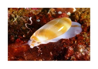 Publicación3 museo del mar