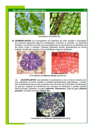 10DR. JUAN AUGUSTO ACOSTA POLO
Cloroplasto del Elodea Sp
b) CROMOPLASTOS: los cromoplastos son plastidios de color amarillo o anaranjado
por diversos pigmentos algunos cromoplastos contienen la xantofila, un pigmento
amarillo y una carotina de color rojo anaranjado que es importante en la coloración de
las flores, frutos y semillas. Presenta diferentes formas generalmente en forma
irregular constituyen angulos y forma estrellada y algunos angulosos.
Cromoplasto de Daucus carota (zanahoria)
c) LEUCOPLASTOS: son plastidios no coloreados o más o menos incoloros son
muy pequeños de forma variable e inestable generalmente redondeados u ovoide.
Son importantes porque se les considera como el centro de la formación de alimentos
ya que son capaces de transformar los azucares en almidones o pueden realizar
otras funciones. Ejemplos: La papa (Solanum Tuberosum), Oreja de gato (Zebrina
pendula), Corazón de Jesús (Coleus Sp).
Leucoplasto de Solanum tuberosum (la papa)
 
