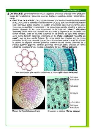 11 BIOLOGÍA GENERAL
L) CRISTALES: generalmente las células vegetales presentan cristales como productos
finales del metabolismo y podemos observar dos tipos: oxalato de calcio y carbonato de
calcio.
a) OXALATO DE CALCIO: (CaC2O4) son cristales que son insolubles en acido acético
(CH3COOH) pero si solubles en acido sulfúrico (H2SO4), con producción de sulfato de
calcio (CaSO4). Estos cristales se pueden presentarse bajo diversos formas unas
veces son pequeñitos y numerosos, y se denominan arenilla cristalina y estos se
pueden observar en un corte transversal de la hoja del “tabaco” (Nicotiana
tabacum), otras veces los cristales son aciculares y dispuestos en paquetes y se
llaman rafidios, como en la parte superficial de la lentejita de agua más conocida
como lemna también podemos encontrarla en la (Pistia stratiotes) “repollito de
agua”, que es una planta flotante. En otros casos los cristales son de forma
prismática en algunos casos se pueden denominar drusas que se pueden apreciar en
el peciolo de begonia, también podemos observar en las células corticales de la
papaya (Carica papaya), también podemos observar estos cristales en forma
ortoedrica con el nombre de maclas en la catafila del ajos (Allium sativum).
Corte transversal y la arenilla cristalina en el tabaco (Nicotiana tabacum)
Maclas del Ajo (Allium sativum) Drusas en la papaya (Carica papaya)
 