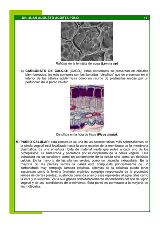 12DR. JUAN AUGUSTO ACOSTA POLO
Rafidios en la lentejita de agua (Lemna sp)
b) CARBONATO DE CALCIO: (CACO3) estos carbonatos se presentan en cristales
bien formados, las más comunes son las llamadas “cistolitos” que se presentan en el
interior de las células epidérmicas como un racimo de piedrecitas unidas por un
pedúnculo de la pared celular.
Cistolitos en la hoja de ficus (Ficus nitida).
M) PARED CELULAR: esta estructura es una de las características más sobresalientes de
la célula vegetal está localizada hacia la parte exterior de la membrana de la membrana
plasmática. Es una envoltura rígida de material inerte que rodea a cada uno de los
protoplastos, es sintetizada y secretada por el citoplasma de la célula vegetal. Esta
estructura no se considera como un componente de la célula sino como un depósito
celular. En la mayoría de las plantas verdes, como un deposito extracelular. En la
mayoría de las plantas verdes la pared está compuesta principalmente de un
carbohidrato muy complejo llamado celulosa. Además de la celulosa puede tener
sustancias como la limnina (material orgánico complejo responsable de la propiedad
leñosa de ciertas plantas), sustancia parecida a las grasas repelentes al agua tales como
la cera y la suberina. Varía sus grasas considerablemente dependiendo del tipo de tejido
vegetal y de las condiciones de crecimiento. Esta pared es permeable a la mayoría de
las moléculas.
 