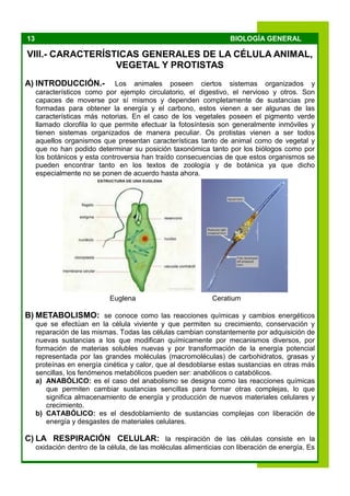 13 BIOLOGÍA GENERAL
VIII.- CARACTERÍSTICAS GENERALES DE LA CÉLULA ANIMAL,
VEGETAL Y PROTISTAS
A) INTRODUCCIÓN.- Los animales poseen ciertos sistemas organizados y
característicos como por ejemplo circulatorio, el digestivo, el nervioso y otros. Son
capaces de moverse por sí mismos y dependen completamente de sustancias pre
formadas para obtener la energía y el carbono, estos vienen a ser algunas de las
características más notorias. En el caso de los vegetales poseen el pigmento verde
llamado clorofila lo que permite efectuar la fotosíntesis son generalmente inmóviles y
tienen sistemas organizados de manera peculiar. Os protistas vienen a ser todos
aquellos organismos que presentan características tanto de animal como de vegetal y
que no han podido determinar su posición taxonómica tanto por los biólogos como por
los botánicos y esta controversia han traído consecuencias de que estos organismos se
pueden encontrar tanto en los textos de zoología y de botánica ya que dicho
especialmente no se ponen de acuerdo hasta ahora.
Euglena Ceratium
B) METABOLISMO: se conoce como las reacciones químicas y cambios energéticos
que se efectúan en la célula viviente y que permiten su crecimiento, conservación y
reparación de las mismas. Todas las células cambian constantemente por adquisición de
nuevas sustancias a los que modifican químicamente por mecanismos diversos, por
formación de materias solubles nuevas y por transformación de la energía potencial
representada por las grandes moléculas (macromoléculas) de carbohidratos, grasas y
proteínas en energía cinética y calor, que al desdoblarse estas sustancias en otras más
sencillas, los fenómenos metabólicos pueden ser: anabólicos o catabólicos.
a) ANABÓLICO: es el caso del anabolismo se designa como las reacciones químicas
que permiten cambiar sustancias sencillas para formar otras complejas, lo que
significa almacenamiento de energía y producción de nuevos materiales celulares y
crecimiento.
b) CATABÓLICO: es el desdoblamiento de sustancias complejas con liberación de
energía y desgastes de materiales celulares.
C) LA RESPIRACIÓN CELULAR: la respiración de las células consiste en la
oxidación dentro de la célula, de las moléculas alimenticias con liberación de energía. Es
 