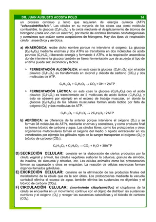 14DR. JUAN AUGUSTO ACOSTA POLO
un proceso continuo y lento que requieren de energía química (ATP)
“adenosintrifosfato”. Las células en su mayoría de los casos usa como molécula
combustible, la glucosa (C6H12O6) y la oxida mediante el desplazamiento de átomos de
hidrogeno (cada uno con un electrón), por medio de enzimas llamadas deshidrogenasas
y coenzimas que actúan como aceptadores de hidrogeno. Hay dos tipos de respiración
celular: anaeróbica y aeróbica.
a) ANAERÓBICA: recibe dicho nombre porque no interviene el oxigeno. La glucosa
(C6H12O6) mediante enzimas y dos ATPs se transforma en dos moléculas de acido
piruvico (C3H4O3) liberando energía y formando 4 ATPs. A la respiración anaeróbica
donde interviene la glucosa también se llama fermentación que de acuerdo al tipo de
enzima puede ser: alcohólica y láctica.
> FERMENTACIÓN ALCOHÓLICA: en este caso la glucosa (C6H12O6) con el acido
piruvico (C3H4O3) es transformado en alcohol y dióxido de carbono (CO2) y dos
moléculas de ATP.
C6H12O6 + C3H4O3 → CO2 + OH + 2ATP
> FERMENTACIÓN LÁCTICA: en este caso la glucosa (C6H12O6) con el acido
piruvico (C3H4O3) es transformado en 2 moléculas de acido láctico (C3H6O3), y
esto se observa por ejemplo en el exceso de trabajo muscular, en donde la
glucosa (C6H12O6) de las células musculares forman acido láctico por falta de
oxigeno (O2) y dos moléculas de ATP.
C6H12O6 + C3H4O3 → 2C3H6O3 +2ATP
b) AERÓBICA: se diferencia de la anterior porque interviene el oxigeno (O2) y se
forman 38 moléculas de ATPs, mediante enzimas y coenzimas, y como producto final
se forma bióxido de carbono y agua. Las células libres, como los protozoarios y otros
organismos multicelulares toman el oxigeno del medio o liquido extracelular en los
vertebrados por ejemplo los glóbulos rojos de la sangre transportan el oxigeno (O2) y
bióxido de carbono (CO2).
C6H12O6 + C3H4O3 → CO2 + H2O + 38ATP
D) SECRECIÓN CELULAR: consiste en la elaboración de ciertos productos por la
célula vegetal y animal, las células vegetales elaboran la celulosa, granulo de almidón,
de insulina, de alecuona y cristales, etc. Las células animales como los protoozoarios
forman su caparazón y otros se enquistan. La reacción de células secretoras forman
órganos llamados glándulas.
E) EXCRECIÓN CELULAR: consiste en la eliminación de los productos finales del
metabolismo de la célula que no le son útiles. Los protoozoarios mediante la vacuola
contráctil elimina el exceso de agua, también elimina las sustancias no digeridas y el
bióxido de carbono (CO2).
F) CIRCULACIÓN CELULAR: (movimiento citoplasmático) el citoplasma de la
célula se encuentra en un movimiento continuo con el objeto de distribuir las sustancias
nutritivas y el oxigeno (O2) y recoger las sustancias catabólicas y el bióxido de carbono
(CO2).
 